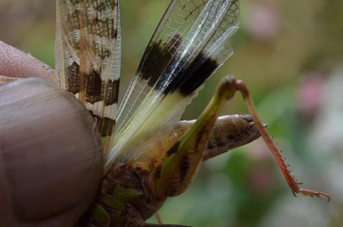 Oedaleus decorus